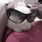 mi conejo con gafas