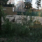Zoo de Barcelona 09-02-11 444