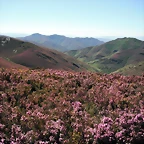 DSCF2529