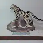 Leopardo de las nieves (1)