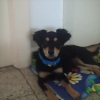 lolo1