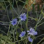 Cichorium intybus