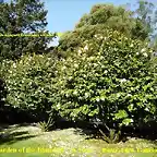 Camellia japonica 'Mathotiana alba' Xardín da Illa da Toxa