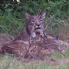 Lynx pardinus 2 (23-7-17 Zoo Madrid)