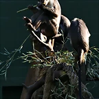 Zoo de Barcelona 23-01-11 891