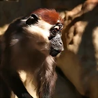 Zoo de Barcelona 23-01-11 875