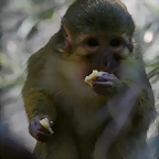 Zoo de Barcelona 23-01-11 883