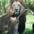 Lion Park 7-03-09 127