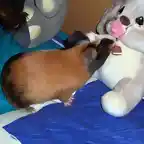 Mordiendo el lazo de un peluche