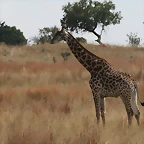Predator World 3-04-09 & Krugersdorp Game Reserve 4-04-09 357
