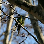 Zoo de Barcelona 06-02-11 166