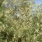 flor de la oliva