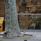 Zoo de Barcelona 17-11-10 352