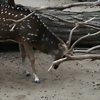 Zoo de Barcelona 17-11-10 411