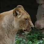 Zoo de Barcelona 01-11-10 011