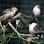 Zoos Wuppertal, Dortmund y Gelsenkirchen 01-10-09 270