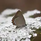 23, mariposa en la nieve, marca