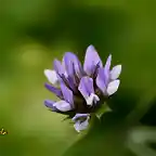 13, lmpara azul marca