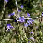 09, azules tras la alambrada, marca