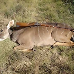 Kudu1resized