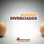 bachoco 3