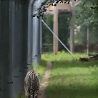 Le Parc des Felins agost 2010 222