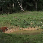 Le Parc des Felins agost 2010 166