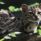 Le Parc des Felins agost 2010 585