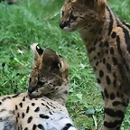 Le Parc des Felins agost 2010 771