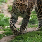 Le Parc des Felins agost 2010 099