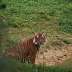 Le Parc des Felins agost 2010 161