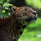 Le Parc des Felins agost 2010 367