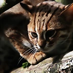 Le Parc des Felins agost 2010 434