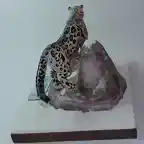 Leopardo de las nieves (3)