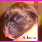 athena