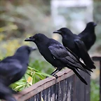 Jardin des plantes 29-10-11 (15)