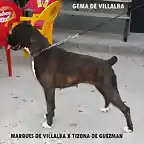 gema-de-villalba