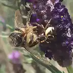 abeja pillada 2