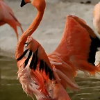 Zoo de Barcelona 04-04-11 679