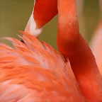 Zoo de Barcelona 04-04-11 337