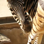 Zoo de Barcelona 04-04-11 094