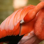 Zoo de Barcelona 04-04-11 346