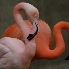 Zoo de Barcelona 04-04-11 661