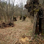 DSCN2971