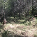 Sueras 020