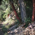 Sueras 006
