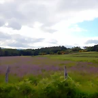 DSCN5251