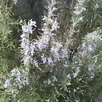 Flores de romero
