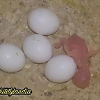 FB_IMG_1536406776635