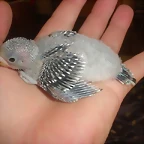 7 pollo 22-9-10